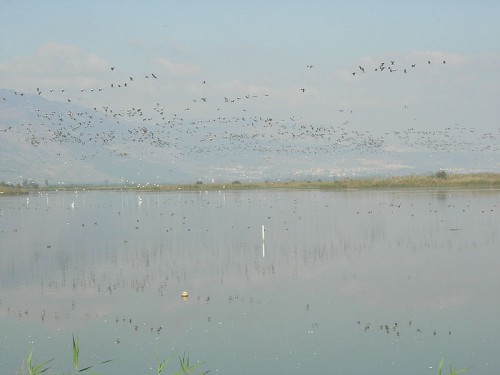 800px-Cranes_Agmon_HaHula1.jpg