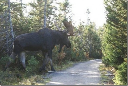 Big%20Moose[1].jpg